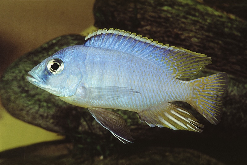 Otopharynx heterodon 'Chizumulu Island'